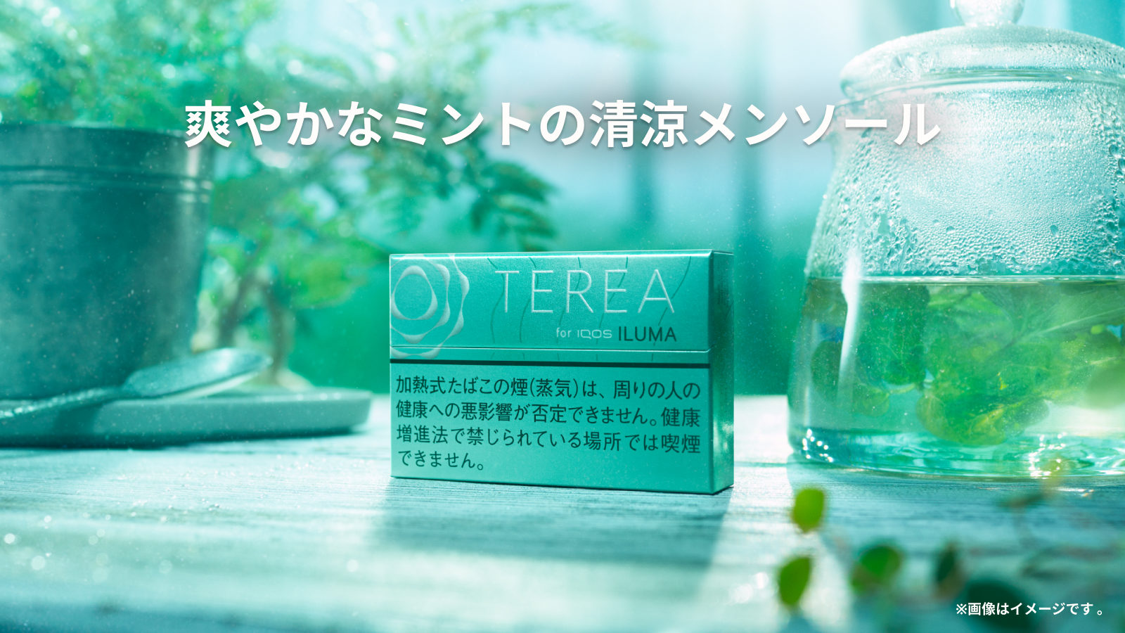 テリア ミント