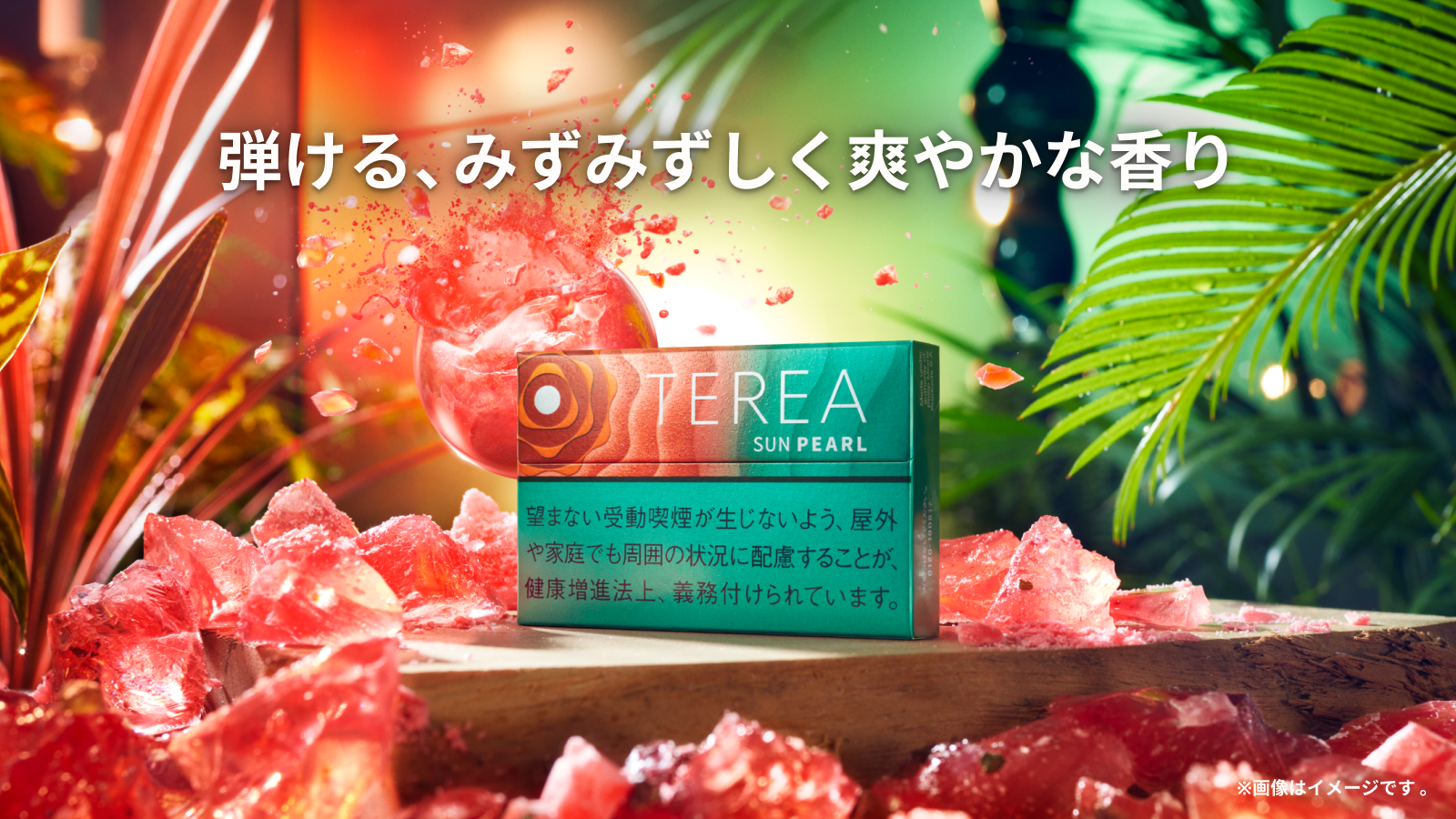 テリア サン パール