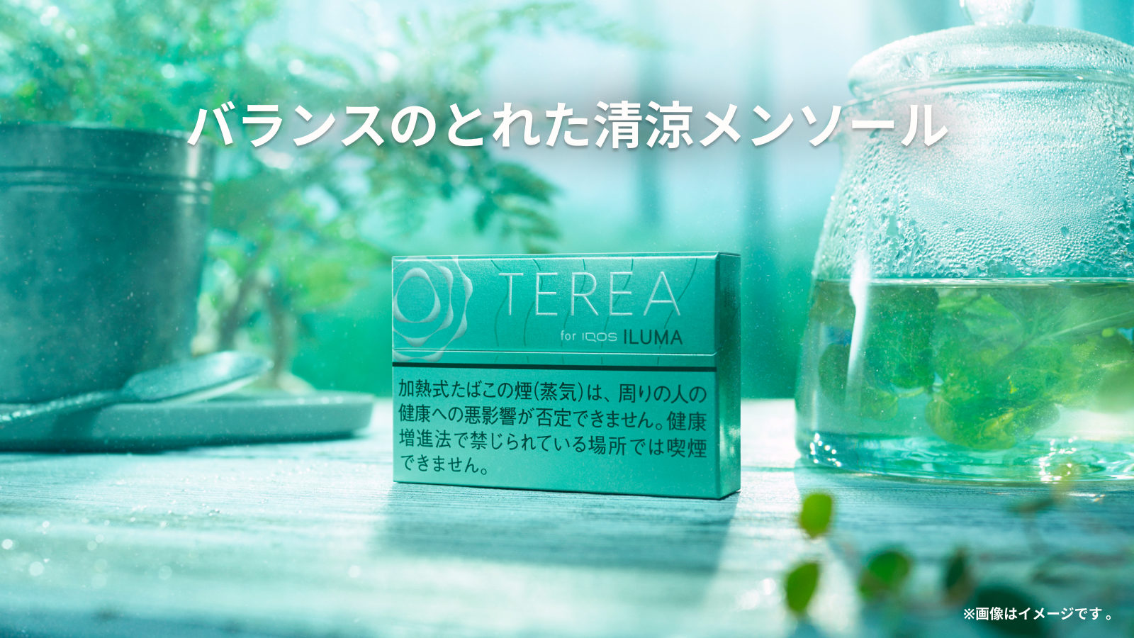 テリア ミント