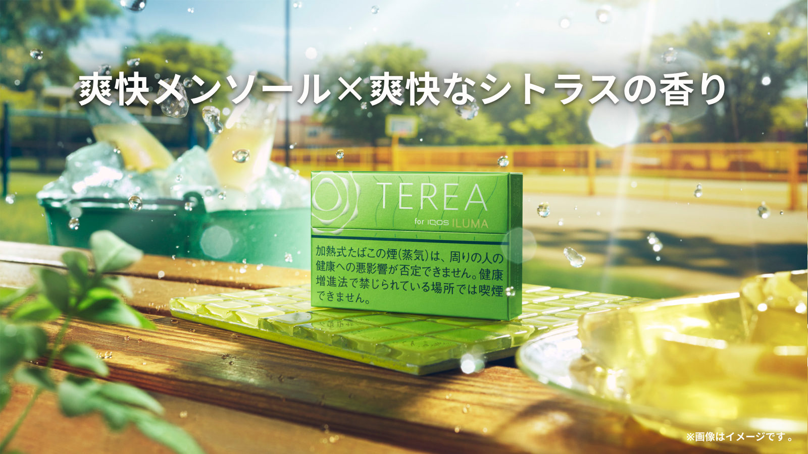 テリア イエロー メンソール