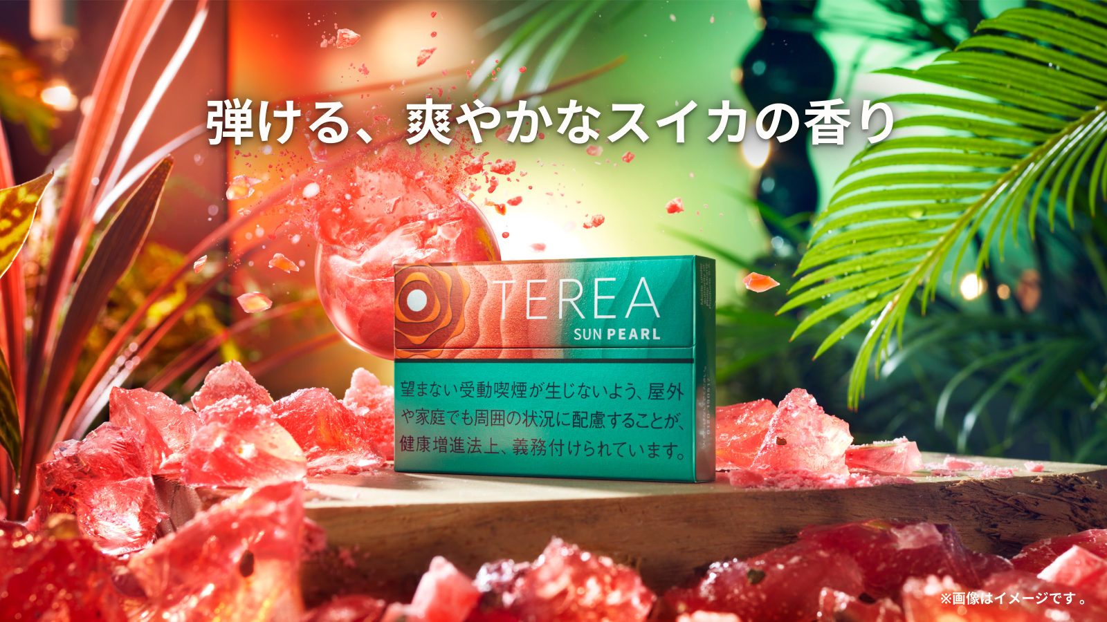 テリア サン パール